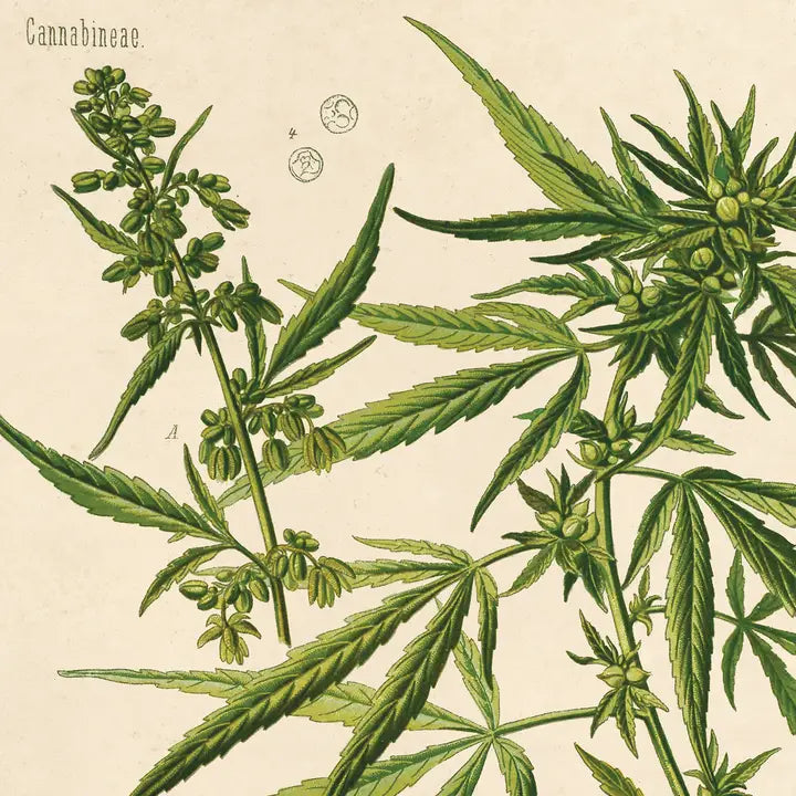 VINTAGE BOTANICAL CANNABIS MARIJUANA HERBAL PRINT