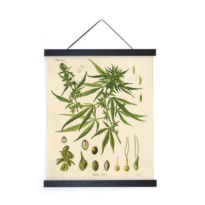 VINTAGE BOTANICAL CANNABIS MARIJUANA HERBAL PRINT