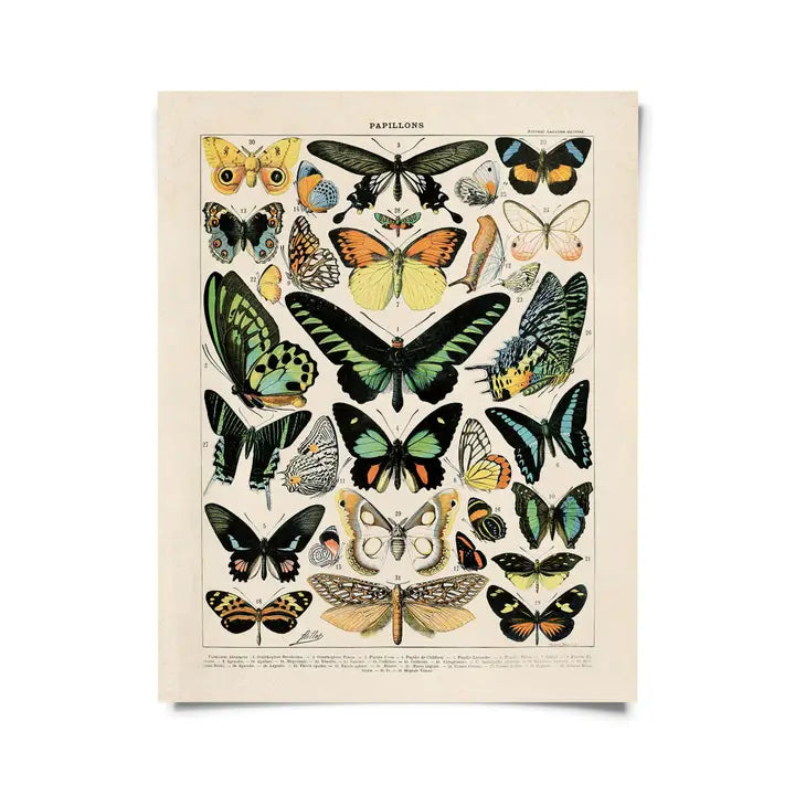 VINTAGE MILLOT BUTTERFLY 1 PRINT