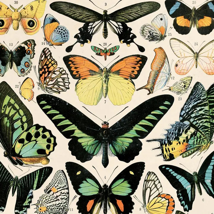 VINTAGE MILLOT BUTTERFLY 1 PRINT