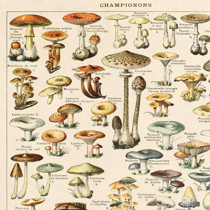 VINTAGE FRENCH CHAMPIGNONS MUSHROOM PRINT