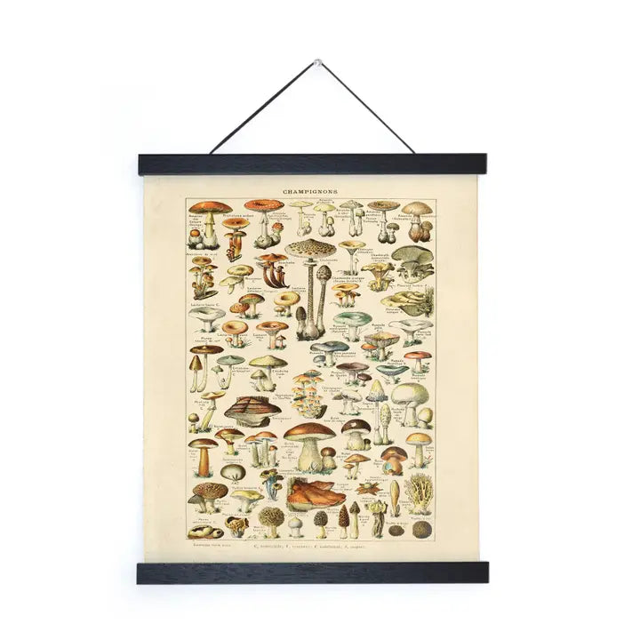 VINTAGE FRENCH CHAMPIGNONS MUSHROOM PRINT