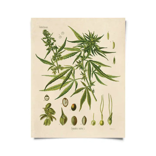 VINTAGE BOTANICAL CANNABIS MARIJUANA HERBAL PRINT