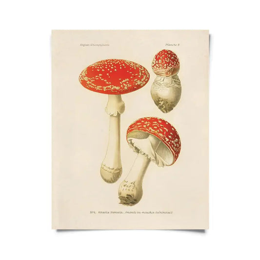 VINTAGE MAGIC MUSHROOM PRINT