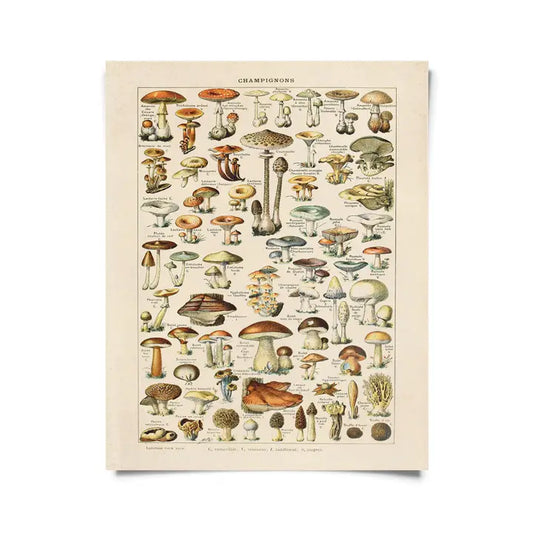 VINTAGE FRENCH CHAMPIGNONS MUSHROOM PRINT